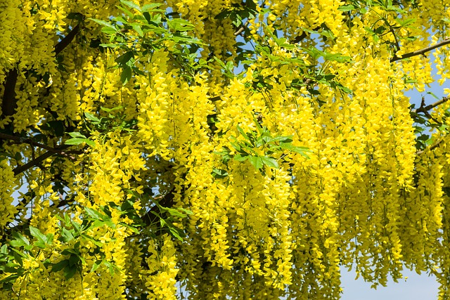 Pluie d'or - jeune plant 2 ans