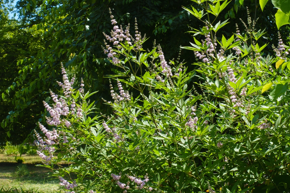 [ARBUSTES] Poivrier des moines à fleurs blanches - Gattilier -  jeune plant 1/2 ans