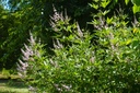 Poivrier des moines à fleurs blanches - Gattilier -  jeune plant 1/2 ans