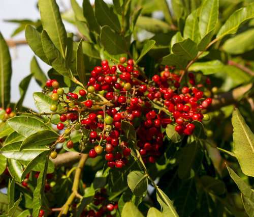 Poivrier du Sichuan (Zanthoxylum simulans)- jeune plant 1/2 ans