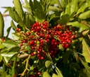 Poivrier du Sichuan (Zanthoxylum simulans)- jeune plant 1/2 ans