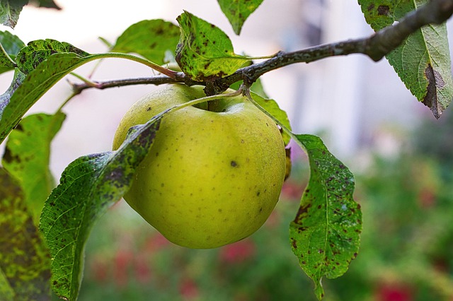 Pommier 'Blanche du Canada'  - scion