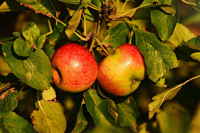 [FRUITIERS] Pommier 'Cox's Orange Pippin' - scion 1/2 ans