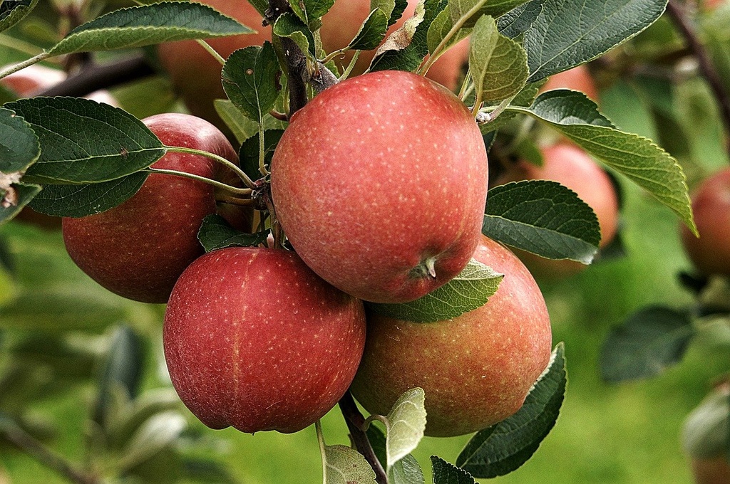 Pommier 'Fuji' - scion