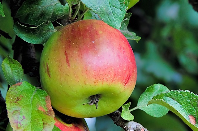 Pommier 'Grand Alexandre' - scion