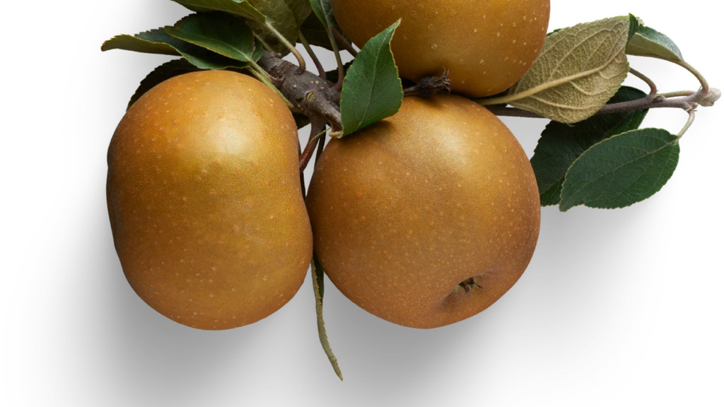 Pommier 'Grise du Canada' - scion