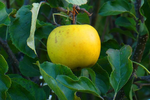 [FRUITIERS] Pommier 'Orange de Haute Vienne' - scion 1/2 ans