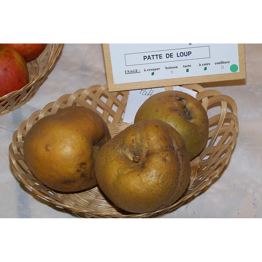 [FRUITIERS] Pommier 'Patte de Loup' - scion 1/2 ans