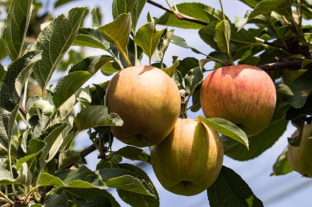 Pommier 'Reine des Reinettes' - scion 1/2 ans