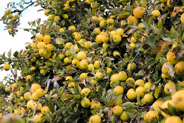 Pommier 'Reinette ananas' - scion 1/2 ans