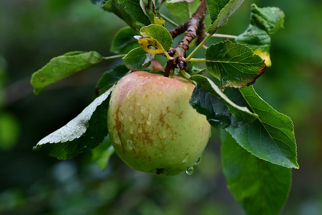 [FRUITIERS] Pommier 'Reinette d'Amboulne' - scion 1/2 ans