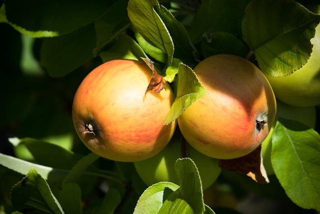 [FRUITIERS] Pommier 'Reinette de Caux' - scion 1/2 ans