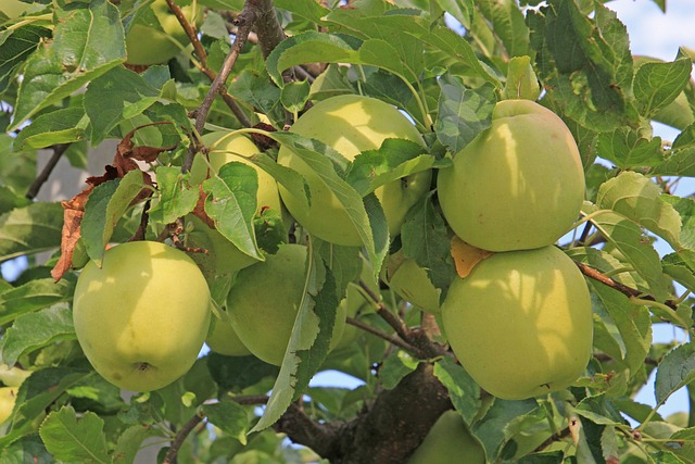 [FRUITIERS] Pommier 'Transparente Blanche de Juillet' - scion 1/2 ans