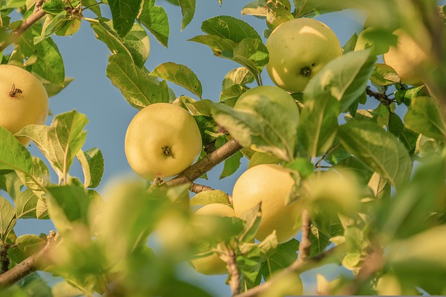 [FRUITIERS] Pommier 'Transparente de Croncels - scion 1/2 ans