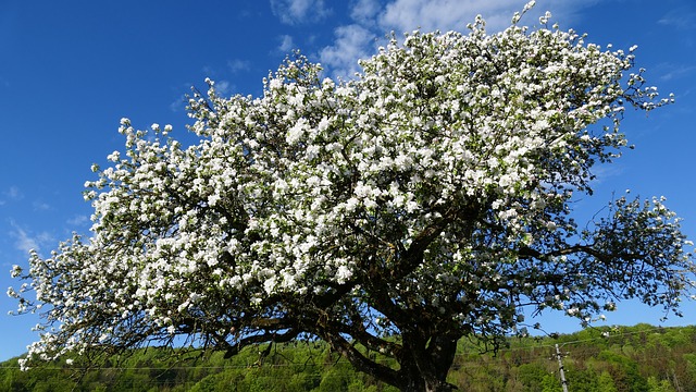 Pommier franc - jeune plant 2 ans