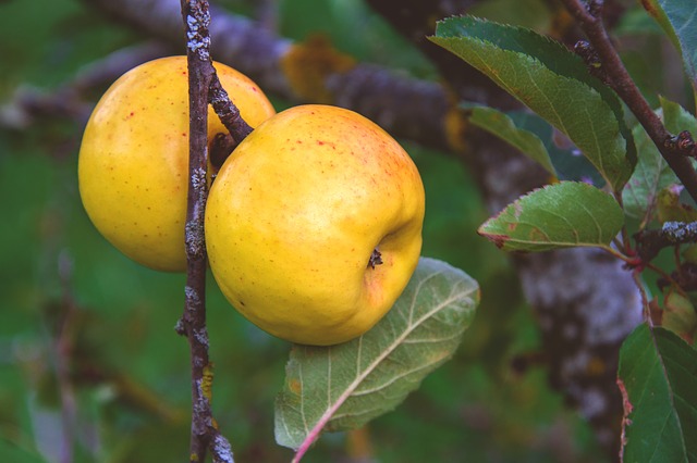 [FRUITIERS] Pommier Reinette 'Clochard' - scion 1/2 ans