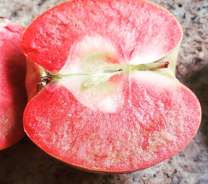 [FRUITIERS] Pommier 'Early Red Meat' (sanguin) - scion 1/2 ans