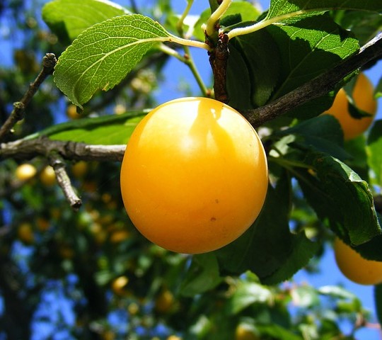 Prunier 'Golden Japan' - scion