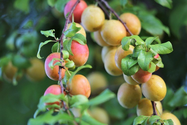 [FRUITIERS] Prunier 'Mirabelle Badoual' - scion