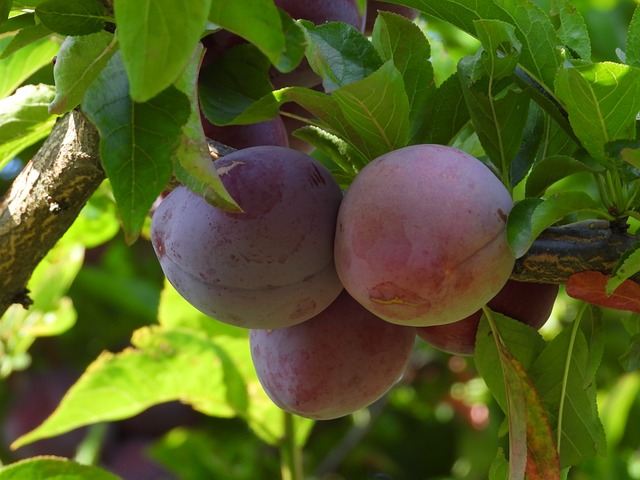 [FRUITIERS] Prunier 'Reine Claude d'Althan' - scion 1/2 ans