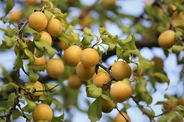 [FRUITIERS] Prunier 'Reine Claude D'Oullins' - scion 1/2 ans