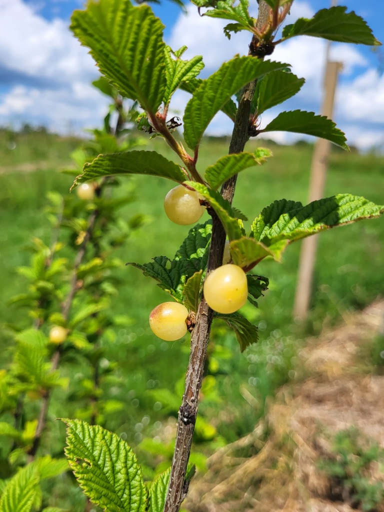 [PETITS FRUITS] Ragouminier blanc 'Snovit' - jeune plant 1/2 ans