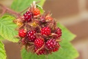 Raisin du Japon - jeune plant 1 / 2 ans