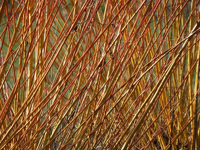Saule des vanniers - Osier - jeune plant 2 ans