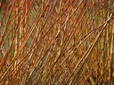 Saule des vanniers - Osier - jeune plant 2 ans