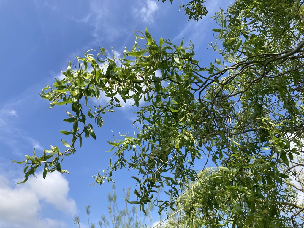 [ARBUSTES] Saule tortueux orange - jeune plant de 1/2 ans