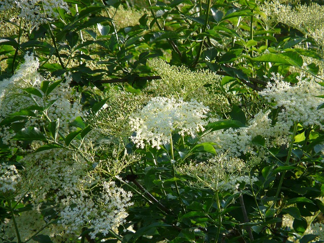[ARBUSTES] Sureau noir - jeune plant de 2 ans