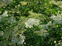 Sureau noir - jeune plant de 2 ans