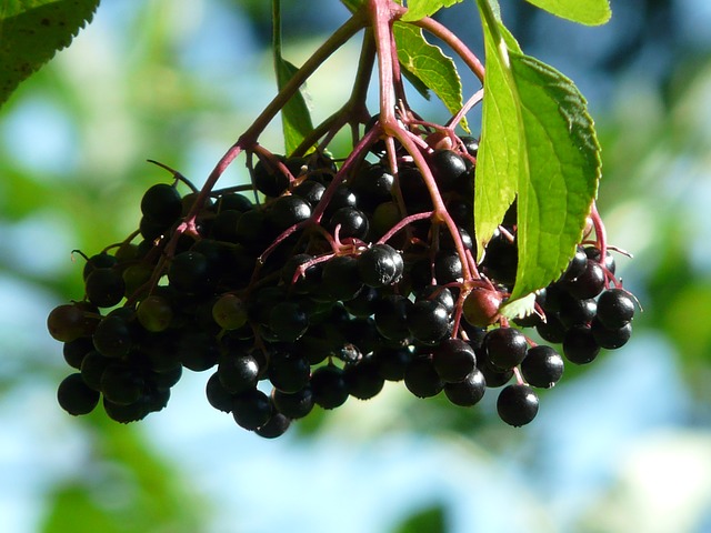[ARBUSTES] Sureau noir à gros fruits 'Haidegg 17' - jeune plant de 1/2 ans
