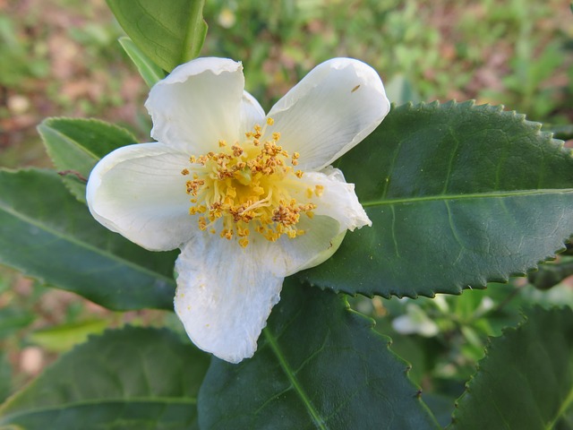 Théier - jeune plant de 1/2 ans