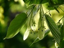 Tilleul à petites feuilles - jeune plant de 2 / 3 ans