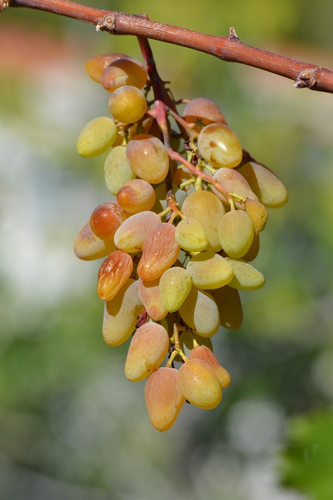 [LIANES] Vigne 'Sultanine' greffée (sans pépin) - jeune plant de 1/2 ans