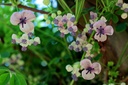 Vigne chocolat - jeune plant de 1 an