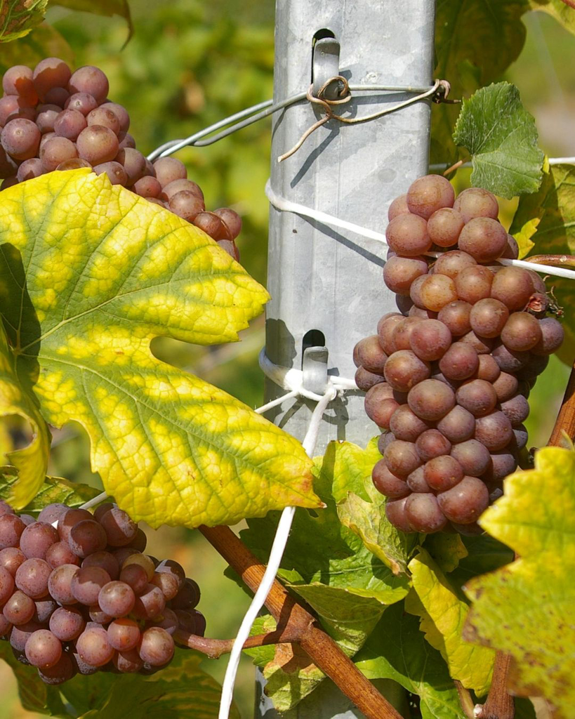 Vigne de table 'Rosina' - jeune plant de 1/2 ans