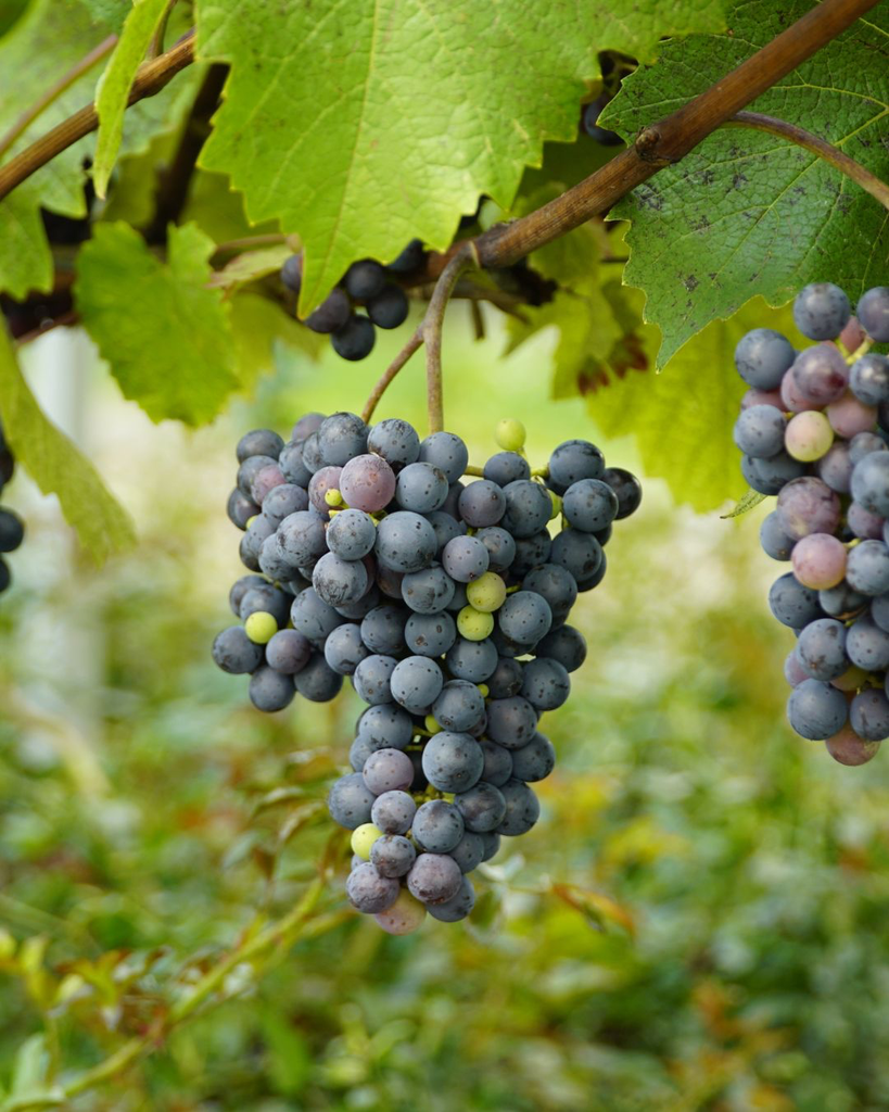 [LIANES] Vigne de variété ancienne 'Isabelle' - jeune plant de 1/2 ans