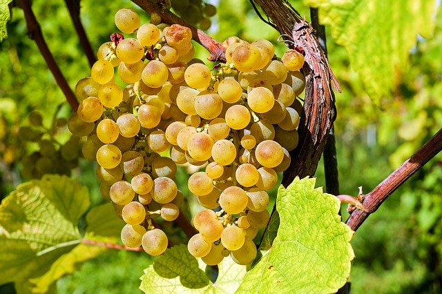 Vigne de variété ancienne 'Noah' - jeune plant 1/2 ans