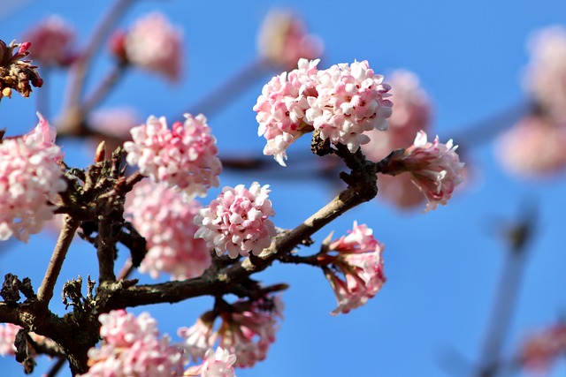 [ARBUSTES] Viorne de bodnantense - jeune plant 2 / 3 ans