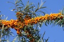Argousier 'Frugana' - godet - jeune plant de 1/2 ans