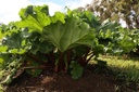 Rhubarbe 'Victoria' - conteneur -  jeune plant de 1 an
