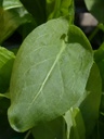 [VA60082] Oseille épinard - godet - jeune plant 1 an