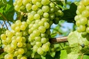 [VA40067] Vigne de table 'Sophie' - conteneur - jeune plant de 1/2 ans