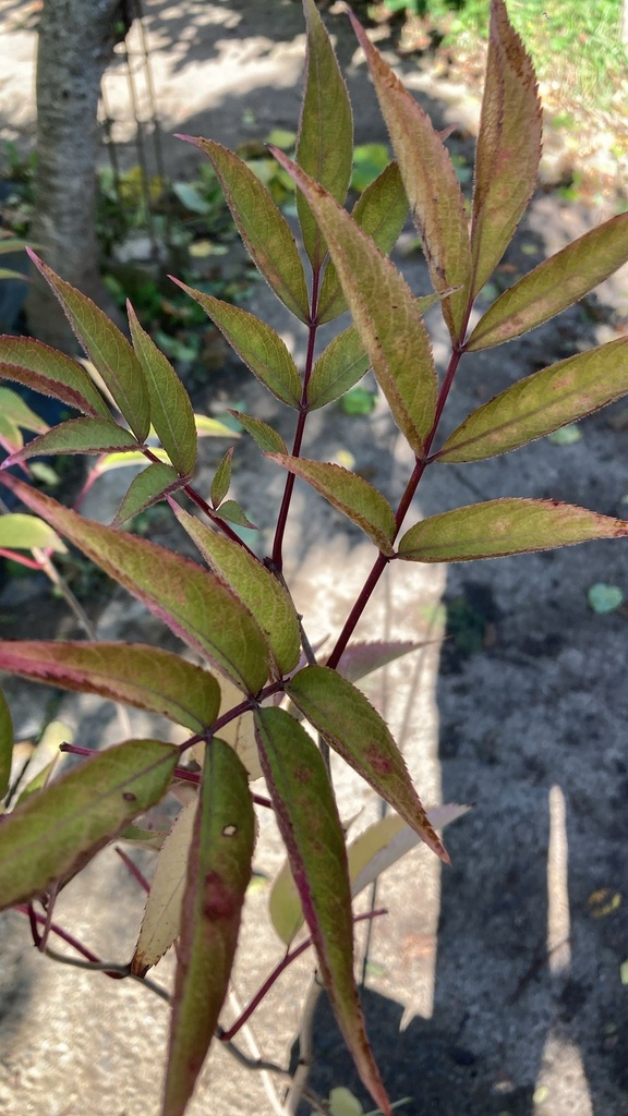 Sureau noir 'Milk chocolate' - jeune plant de 1/2 ans