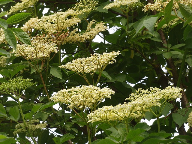 [ARBUSTES] Sureau Haschberg - jeune plant 1/2 ans