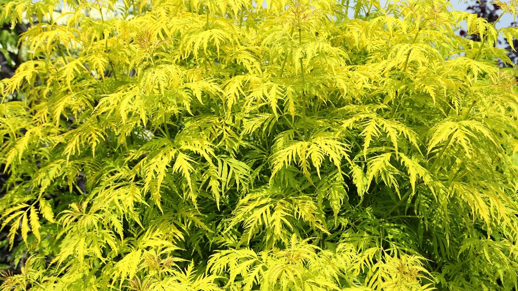 Sureau des montagnes 'Lacinié doré'