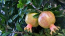 Grenadier de Russie 'Salavatski' - jeune plant 1/2 ans