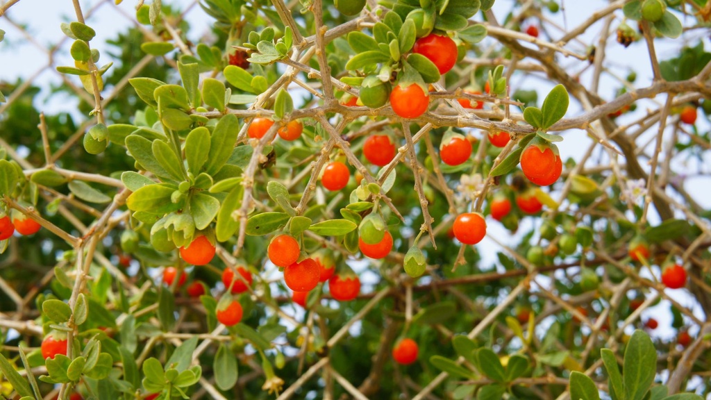 Baie de Goji 'New Big' - jeune plant 1 / 2 ans